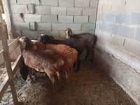 Kambing jantan, Sheep — foto 1