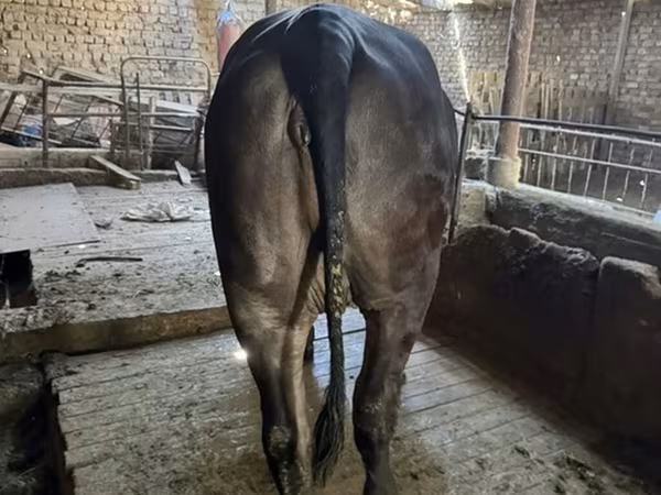 Ko, Brahman