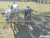 Boğa, Zebu — foto 4