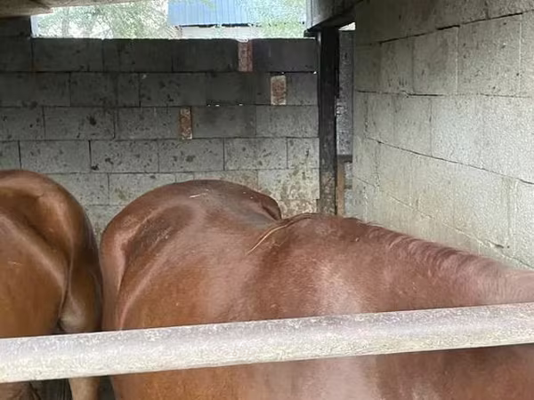 Kůň, Kazakh horse