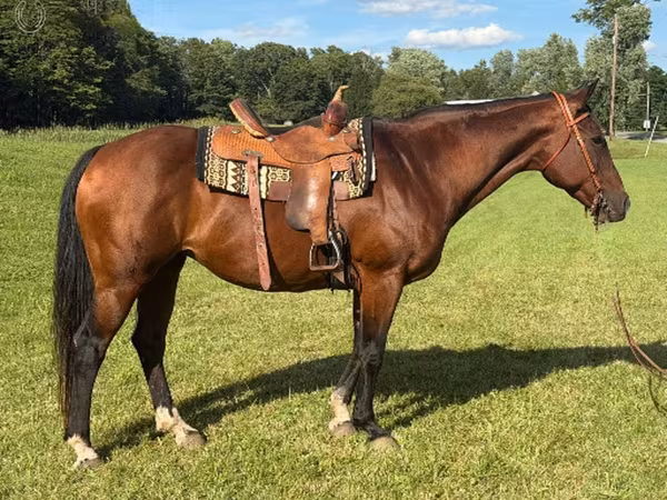 Кобила, Quarter Horse — Съединени щати