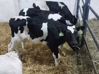 گاو نر, Russian Black pied cattle — عکس 1