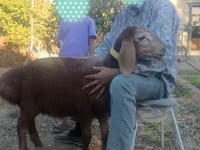 مینڈھا, Arashan sheep — تصویر 6