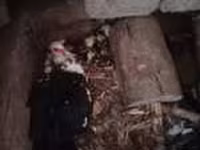 Chickens — foto 4