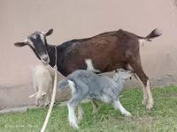 თხა, Alpine goat — ფოტო 5