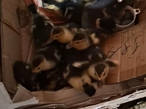 Ducks