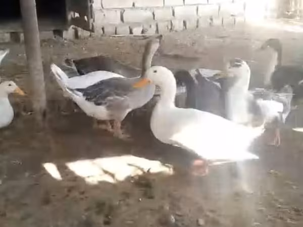 Geese