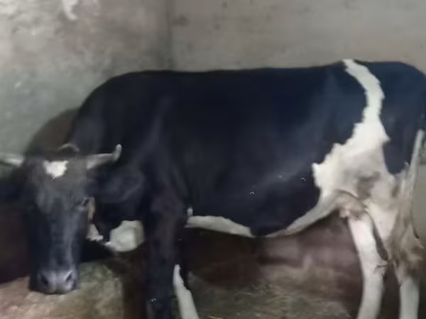 Αγελάδα, Russian Black pied cattle