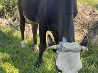 Lembu betina, Cattle — foto 8