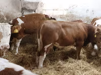 Býk, Simmental cattle — foto 2