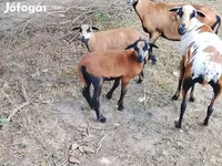 Beran, Cameroon sheep — foto 1