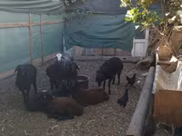 مینڈھا, Arabi sheep — تصویر 2
