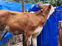 Ko, Simmental cattle — foto 2