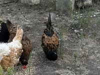 Chickens — عکس 5