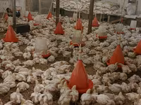 Chickens — picha 3