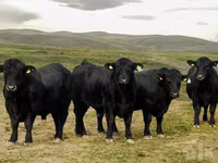 Toro, Aberdeen Angus — foto 2