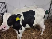 Bik, Russian Black pied cattle — fotografija 8
