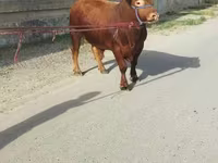 گاو و گوساله (گروه، جنسیت مشخص نشده), Simmental cattle — عکس 3