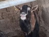 Արու այծ, Alpine goat — լուսանկար 5