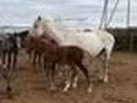 암말, Horse breed — 사진 4