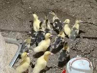 Ducks — عکس 3