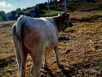 Vacă, Bovine — foto 2