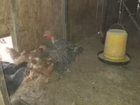 Chickens — foto 2