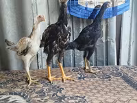 Chickens — 照片 3