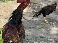 Chickens — Foto 2