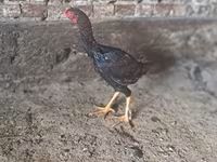 Chickens — عکس 3