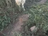 بز ماده, Saanen goat — عکس 3
