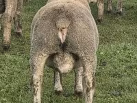 숫양, Ile-de-France sheep — 사진 5