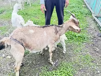 Koza, Alpine goat — foto 7