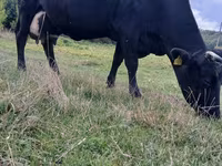 گاو ماده, Russian Black pied cattle — عکس 4