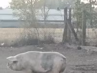 Babi betina, Pigs — foto 1