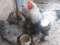 ብራህማ — ፎቶ 5