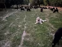 Pecora, Racka sheep — foto 4