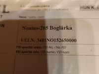 Stute, Nonius horse — Foto 5