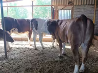 Үнээ, Latvian Blue cattle — 7 зураг