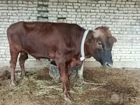 Boğa, Sığır — foto 1