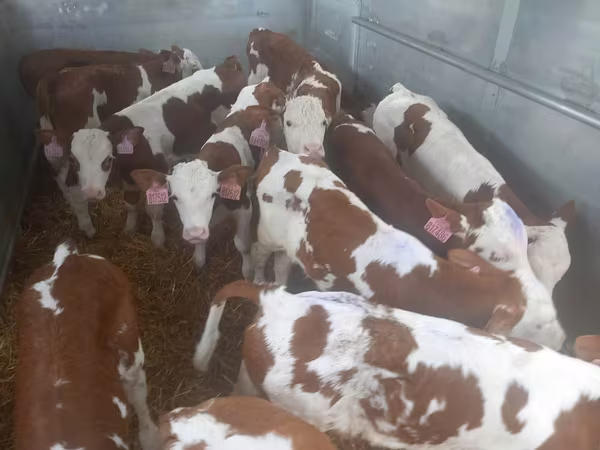 Bik, Simmental cattle