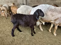 Beran, Arashan sheep — foto 3