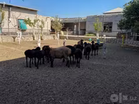 በግ, Sheep — ፎቶ 2
