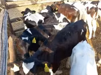 Lembu jantan, Cattle — foto 1