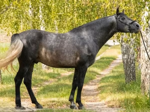 Kuda jantan, Andalusian horse