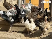 Японська бентамка — фото 3