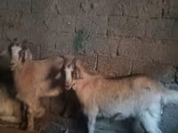 بز ماده, Alpine goat — عکس 2