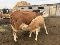 วัวตัวเมีย, Simmental cattle — รูปภาพ 2