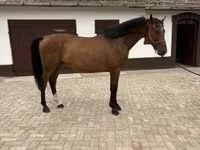 اسب نر, Hungarian horse breed — عکس 2