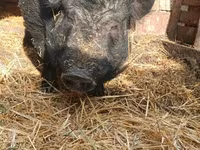 Babi hutan, Вьетнамская вислобрюхая — foto 2